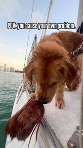 9.2K views · 12K reactions | Bad boy behavior unlocked. Coconut gone. #boatlife #funny #cuteanimals #dogs #puppy | apollo_germanshepherd | Facebook