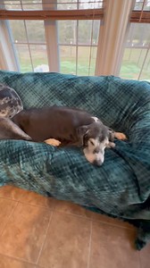 Eva knows better than to expect the Boss Man to move over to give her more room on the couch. She will take what she can get! 🤣 | Lady Darla's Legacy - The Squirrel Patrol