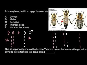 Genetics of honeybees