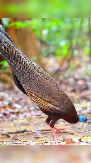 Vibrant Peacock Displaying Feathers in Nature