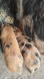 Dinner time is a frenzy. Not only does poor Mum have to feed her kids milk all day she now has to share her dinner . Actually it's no different to our family to be honest with our two year old boy. | The Little Pig Pen