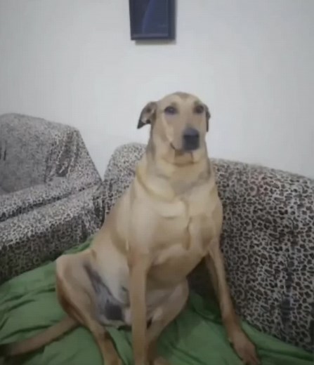 Adorable Singing Dog Waking You Up | Rescue Pets