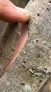 Grafting Techniques #RuralLife #Grafting #graftedmelon #FruitTreeGrafting #grafting #trendingreel | unique grafting