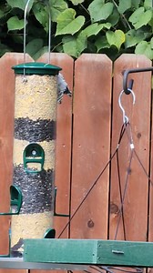 Never seen so many White-breasted Nuthatch's at once in our backyard before! I call them the "Dracula" bird. They are super cool and very loud and fast! They spend the majority of their lives upside down walking up tree trunks foraging for insects. You will also see a female Downy Woodpecker towards the end. | The Natasha & Debbie Show