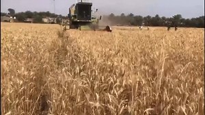 فيديو من FAO Iraq: شاهدوا النتائج المميزة لاعتماد ممارسات الزراعة الذكية التي ادخلتها FAO Iraq و الشركاء على أحد حقول المشاهدات الميدانية للمستفيد ستار سرحان راجي في النجف. حيث مكنت من زيادة الانتاج و توفير مياه الري و الوقود . 🎥 | FAO Iraq: Check out the impressive results of adopting smart agriculture practices introduced by FAO Iraq and partners on the pilot Field demonstration of the beneficiary Satar Sarhan Raji in Najaf. This increased productivity and allowed water and fuel saving. #Clim