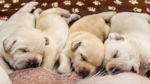 Helping Our Runt Puppy Drink Milk!! | Life With Labradors