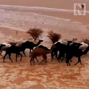 30K views · 322 reactions | Camels cross a flooded valley in Al Kharma, Saudi Arabia | The National | Facebook