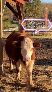 48 reactions · 6 comments | Did you know? Cows have a moo-sical side!...