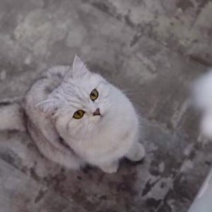 Give your cat a spring in his step with Applaws. Our wet and dry food are 100% natural. No fillers. No nasties. Just the highest quality ingredients. - #cats #catsofinstagram #cat #catstagram #instagram #catlover #catlife #catlovers #instacat #kitten #pets #meow #kittens #catoftheday #kitty #love #cute #pet #gatos #world #gato #petsofinstagram #kittensofinstagram #cutecats #catlove #catsagram #applaws #applawspetfood | Applaws USA