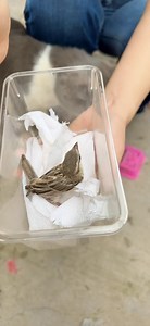 Bé Chim sẻ bay lạc vào nhà Cô Gái Quê | Cô Gái Quê