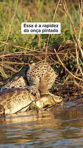 8K views · 87 reactions | #onca #jacare #animais #brasil #matogrosso #oncapintada | Kaio Film | Facebook