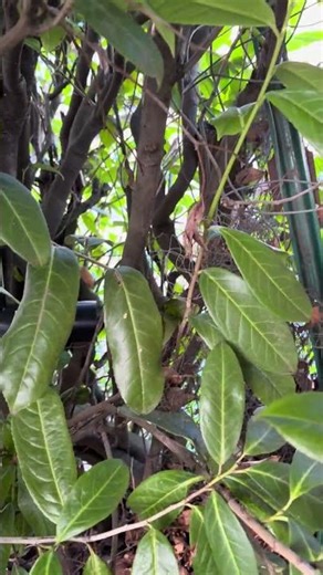 Eastside Rat Abatement #seattle