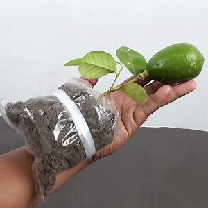 164K views · 2.1K reactions | Lemon tree Cuttings with 100 % Success. | Rana Craft | Facebook