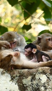 Lol..! Surprise, baby monkey Pickles tests the milk bar of Grandma Bonita. It surprised everyone here #AnimalsShelter #AmberTroop #LovelyMonkey #BonitaMonkey #BrittaMonkey #BriannaMonkey #PicklesMonkey #PiperMonkey | Animals Shelter