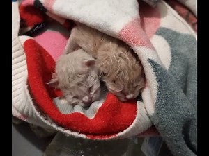 Kittens thrown out like garbage in a dumpster...I couldn't pass by