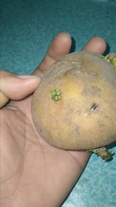 Subukan ko din magtanim ng patatas #gardening #hobbies #plantsmakepeoplehappy | Riza Baula Timbangan
