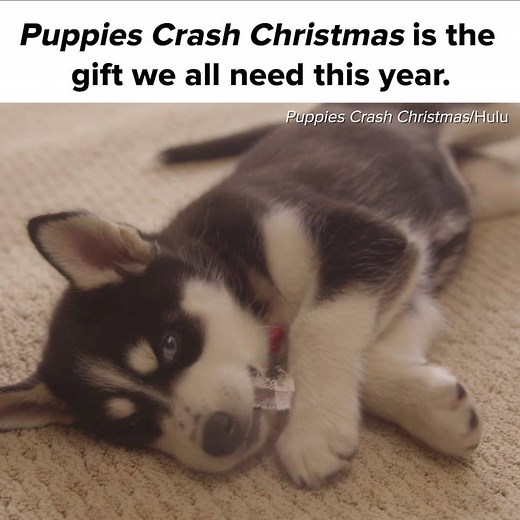 373K views · 3.5K reactions | Why watch a yule log when you can watch puppies instead?  | BuzzFeed | Facebook