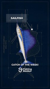 Oh... so you thought finding the sailfish was the hard part? Nah, you still have to pull it out. And as you can see, it's a battle that keeps on giving. 🎣 Ever fought a sailfish before? 🎣 Cap Nayo #sailfish #fishingbattle #costarica #fishing #fishingbooker | FishingBooker