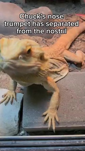 Bearded dragon shedding #Beardeddragon #pet #beardeddragonlife #beardeddragoncare #reptiles #dragons | The Bearded Dragon Zone
