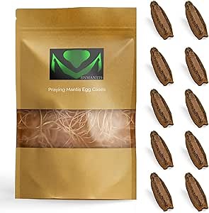 Carolina Praying Mantis Egg Cases with Hatching Habitat Bag (Ten Egg Cases - Fresh) – Great for STEM Education, Fun Pets, and Beneficial for Gardens (50–200 Nymphs per Case)