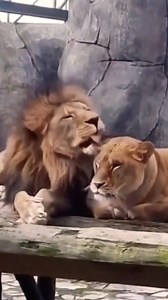 4.8K views · 16 reactions | Exo Wildlife on Reels | Facebook