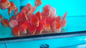 Discus-Siner.sk on Reels