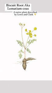 Nature's most grateful vegetable, the biscuit Root Aka Lomatium...