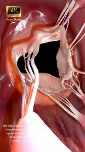 58K views · 578 reactions | ✨ Right ventricle 變喙 . . The right...