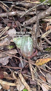 18 reactions | Go on little guy, spread the message, Leave the Shell, Take the memory ❤️ #leavetheshelltakethememory #taketrashnothomes | Crustacean Plantation | Facebook