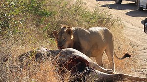 Young male lion definitely bitting more than he can chew as he tries to finish the entire giraffe on his own #AfricanBushKingdom KNP 🇿🇦 | African Bush Kingdom
