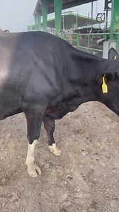 Tag 2651 milking animals 1st lactation 03042928053 | Captain Dairy Farm