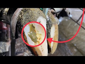DO YOU KNOW what causes this COW’S HOOF problem??