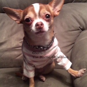 CHOCOs Charms, up underneath, respectfully submitted by my friend Miss @Doris Pool. Tap or press white arrow😂🐶❤️🐾 | Choco the Macho Chihuahua