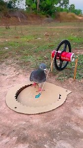 157K views · 521 reactions | Quick Unique Dove Bird Trap Make From Cardboard Box & Hole #shorts #reelschallenge | Bird Trap | Facebook