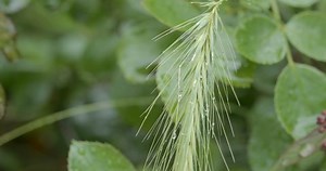 Beautiful Rose Raindrops Macro Shooting Flower : vidéo de stock (100 % libre de droit) 1030765799 | Shutterstock
