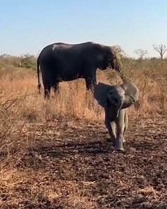 Adorable baby elephant charging. ❤🐘 #Animals #elephant #cuteelphant #wildlife | Nature Elephant
