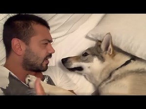 Husky wakes up owner in rudest possible way