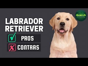 Labrador Retriever: Pros Y Contras De Tener Uno