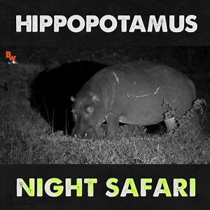 5.1K views · 36 reactions | On this episode of Breaking Trail, Coyote and the crew head out at night in search of some Hungry Hippos! Literally! | Coyote Peterson | Facebook