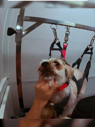 Expert Dog Grooming Tips for Happy Pets
