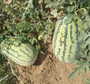 [Hot Item] Chinese Big Size Watermelon Seeds Hybrid Watermelon Seeds