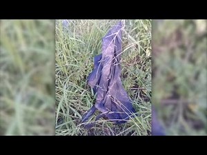 Suspected poacher killed by elephant then eaten by lions in South Africa