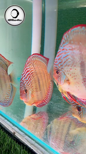 Heckel Cross KL DISCUS FARM #discusfish #discus #aquarium #discustank #Aqua | Jackson Keong