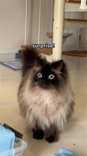 surprise! Noodle still has his floof 💕 | Friendly Noodles