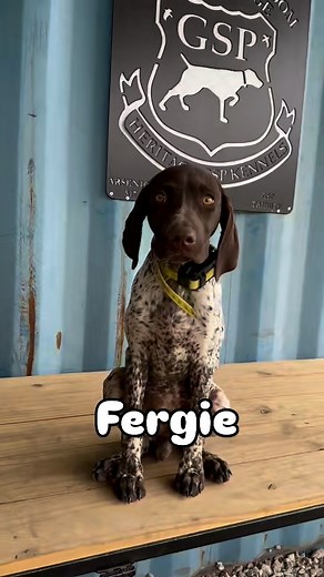 Fergie moving right along with obedience training. She plays hard every day. She is a pleasure to work with. . . . #gsp #gsps #gsplife #gspworld #gsplove #gspdaily #gspofinstagram #germanshorthairedpointers #puppies #gspoftheday #germanshorthaired #gspcommunity #gspsofinstagram #germanpointer #gspdog #gsppuppy #pointeraddicted #livergsp #dogplay #pointer #puppylove #dogsofinstagram #gundog #birddog #dogtime #letsgo #texas | Heritage GSP Kennels