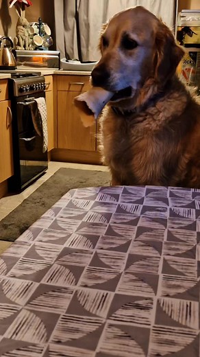 Hot to Trot: Dog Walking & Grooming on Reels