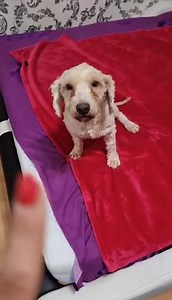 MATILDA, MINI PUDDEL FOR IMMEDIATE ADOPTION AT AWRR Matilda is ready for adoption Rescued from a gas station where she was abandoned for months, beaten by strangers she has survived against all odds She is a puddle mix of about 1.5 years old and 8 kg She is jealous of other dogs for affection, so a savvy retired dog owners will be perfect She can be vocal, so also a quiet place rather than a busy one will be ideal She still is an energetic little dog, so lovely long walks would be very benefit P