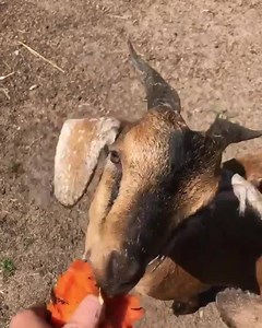 Vincent van Goat and his companions 'sharing' a piece of papaya at Sweet Olive Farm animal rescue. 🤤 They can't get enough of this delicious, juicy fruit! 😋 Vincent was rescued from a backyard butcher at only 3 weeks old but unfortunately his mum wasn't so lucky and couldn't be saved. 😢 Help us continue fighting for all animals, and give others a chance to experience the taste of freedom, by donating here: www.animaljusticeproject.com/donate VIDEO CREDIT: @sweetolivefarm | Animal Justice Proj