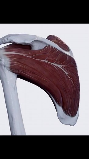 The rotator cuff is an anatomicalterm that is applied to define a groupof four distinct muscles in the shoulder region that stabilise andstrengthen the glenohumeral(shoulder) joint and allow rotationalmovements of the humerus. The8rotator cuff is comprised of thefollowing four muscles:supraspinatus, infraspinatus, teres minor, and subscapularis. #rotatorcuff #rotatorcuffrehab#rotatorcuffsurgery#rotatorcufftear#rotatorcuffexercise#rotatorcuffstrength8#shoulderpain#shoulderpaintreatment#osteopathy