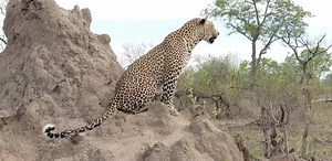 169 reactions · 23 shares | Female leopard Tiyani focused on hunting impalas# morning safari# simba area. | Africa Journey Nature Experience | Facebook